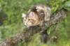 phebe15weeks26840_small.jpg