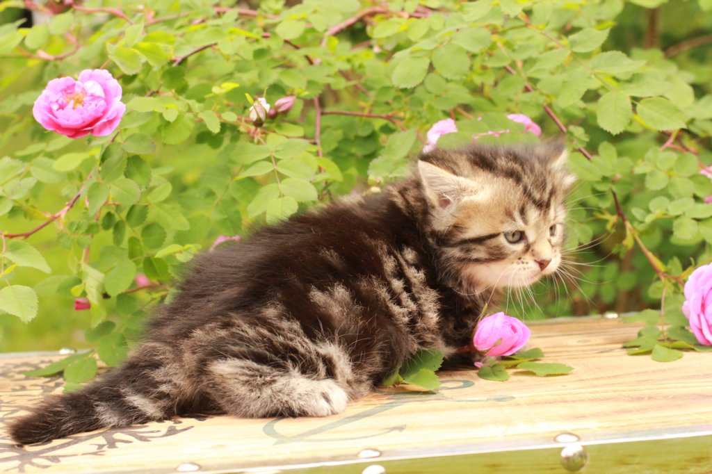 phebe1month10.jpg