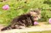 phebe1month10_small.jpg
