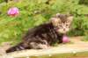 phebe1month11_small.jpg