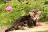 phebe1month12_small.jpg