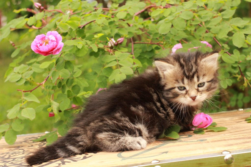 phebe1month13.jpg
