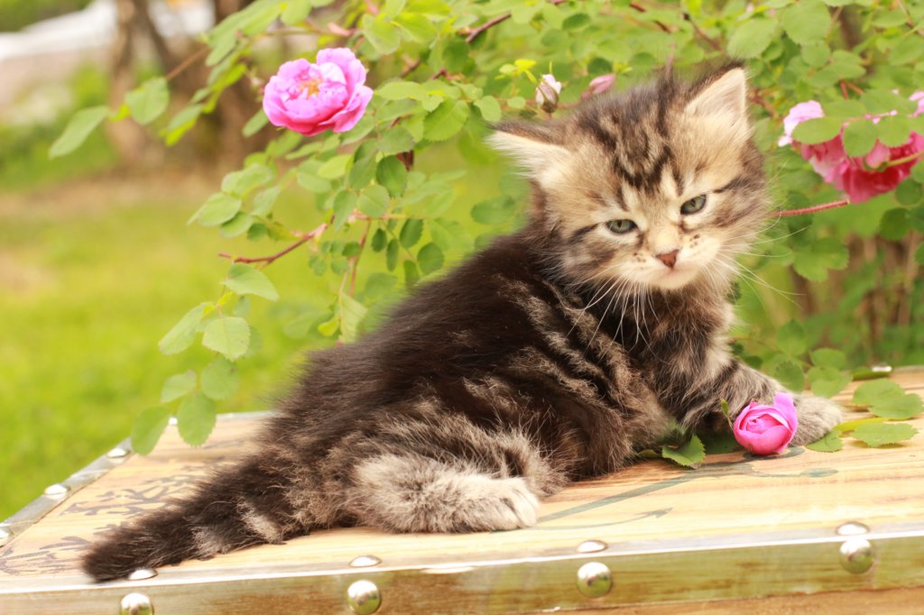 phebe1month16.jpg