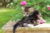 phebe1month21_small.jpg