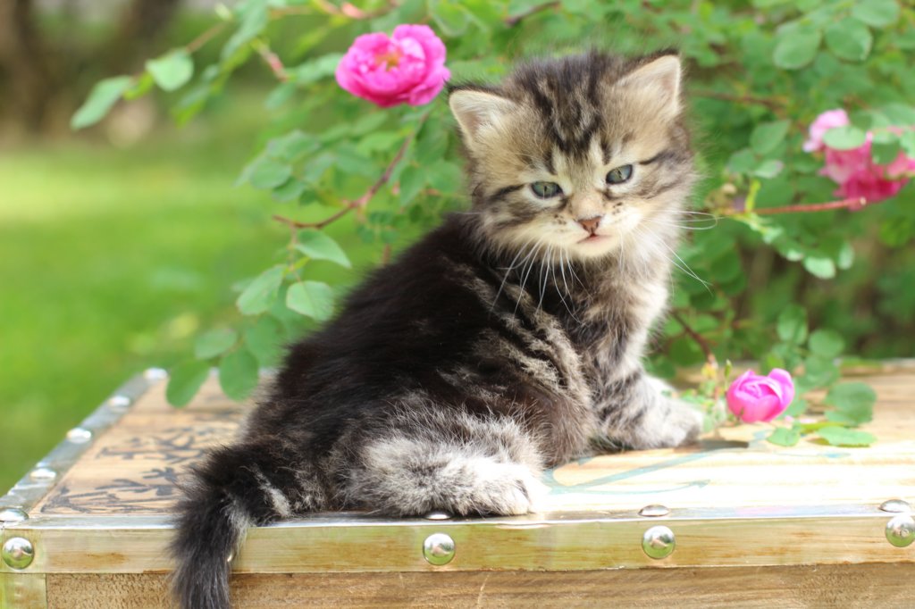 phebe1month22.jpg