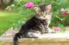 phebe1month22_small.jpg