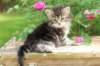 phebe1month23_small.jpg