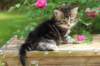phebe1month24_small.jpg