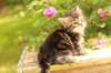 phebe1month25_small.jpg