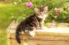 phebe1month26_small.jpg