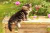 phebe1month27_small.jpg