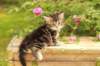 phebe1month28_small.jpg