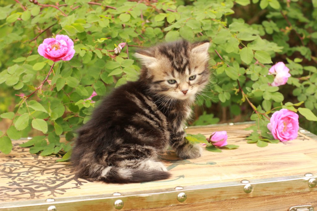 phebe1month3.jpg