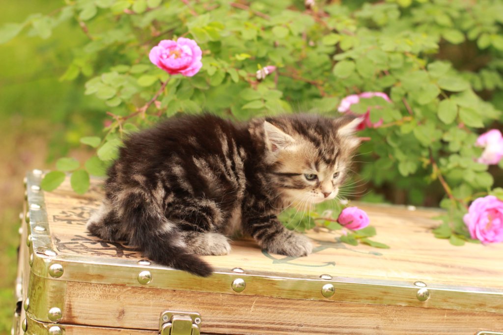 phebe1month31.jpg