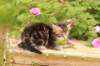 phebe1month31_small.jpg