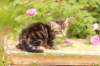 phebe1month32_small.jpg