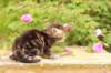 phebe1month33_small.jpg