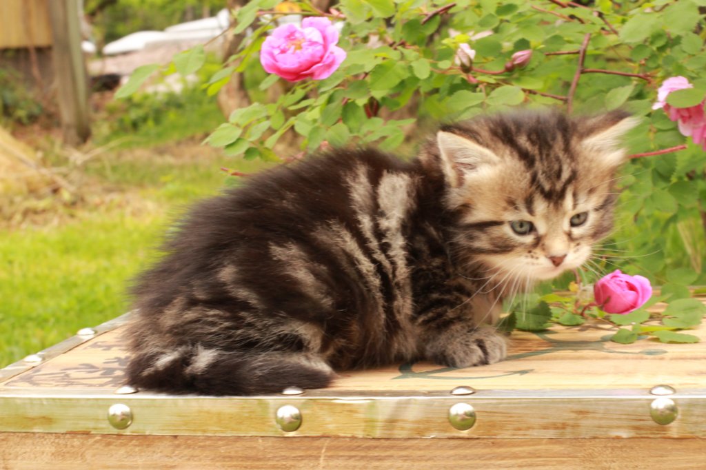 phebe1month34.jpg