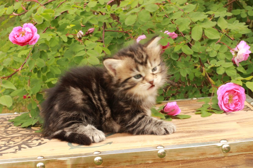 phebe1month36.jpg