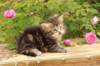 phebe1month36_small.jpg