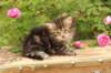 phebe1month37_small.jpg