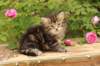 phebe1month38_small.jpg