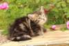 phebe1month39_small.jpg