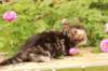 phebe1month9_small.jpg