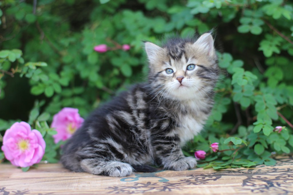 phebe5weeks12.jpg