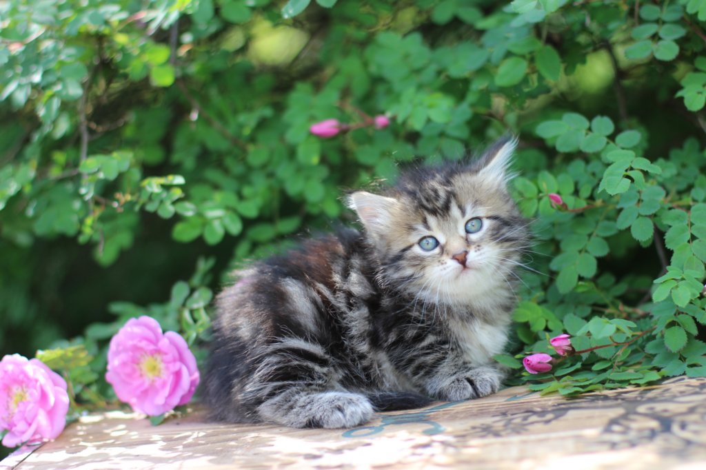 phebe5weeks19.jpg