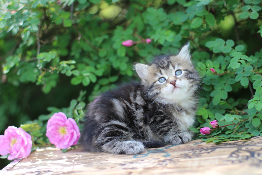 phebe5weeks23.jpg