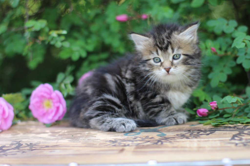 phebe5weeks26.jpg