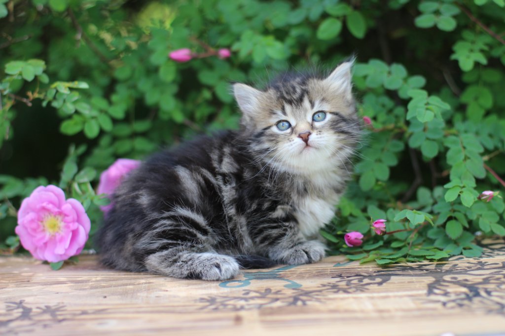 phebe5weeks27.jpg