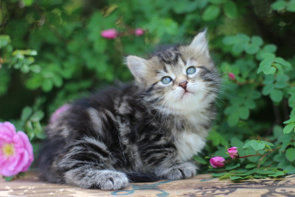 phebe5weeks31.jpg