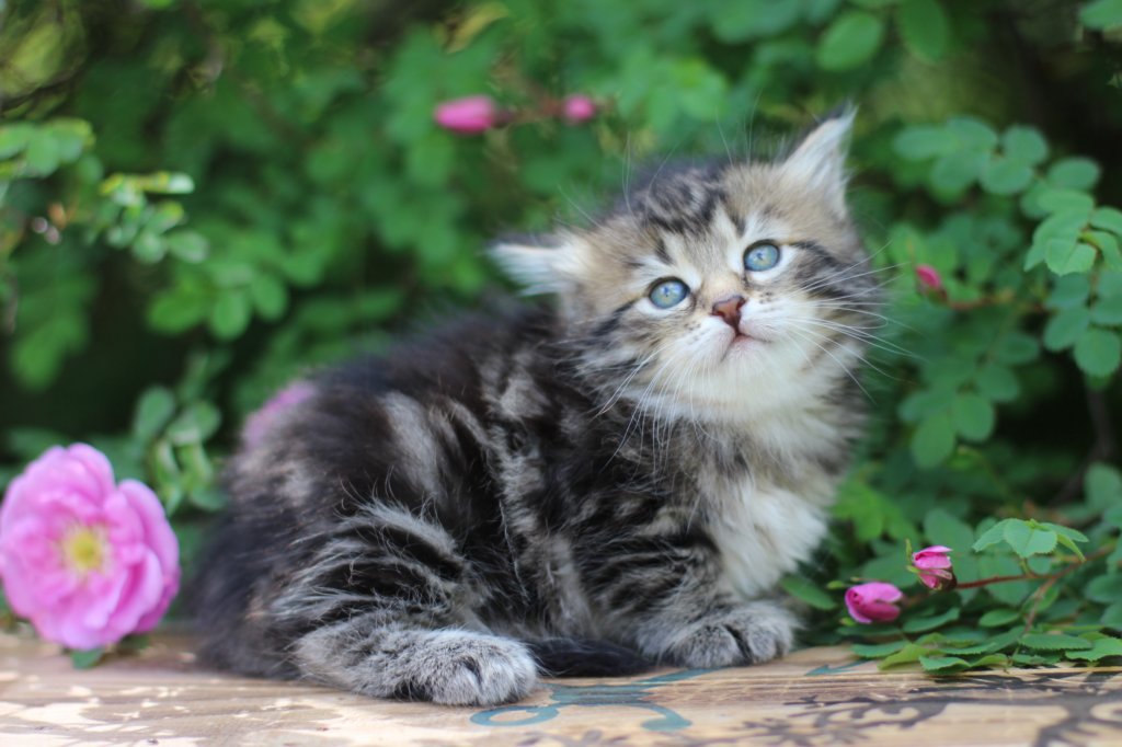 phebe5weeks32.jpg