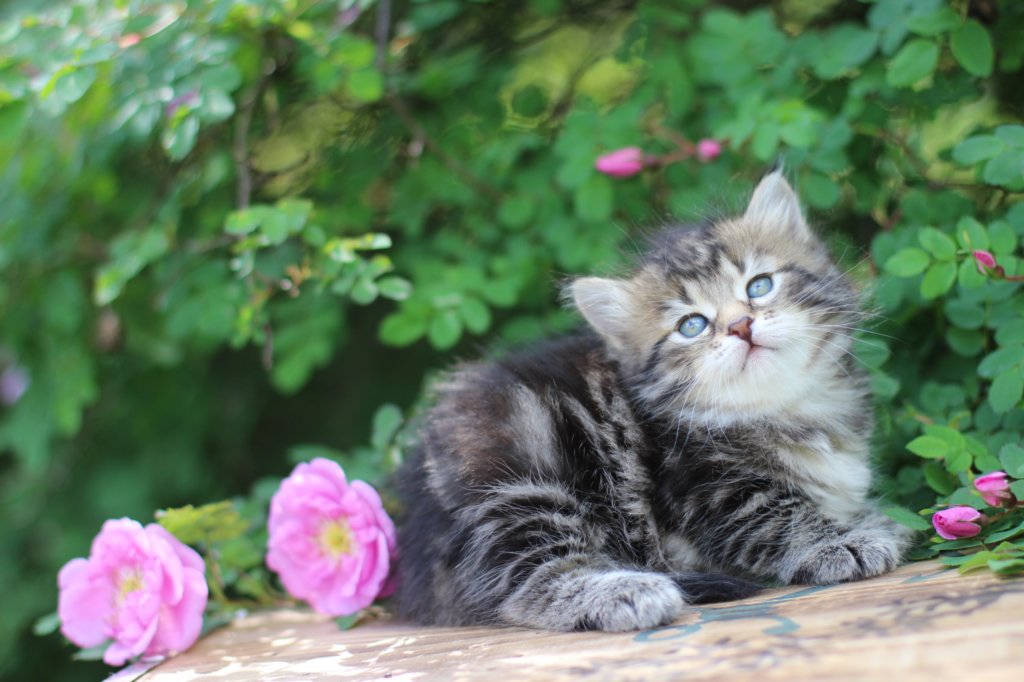 phebe5weeks34.jpg