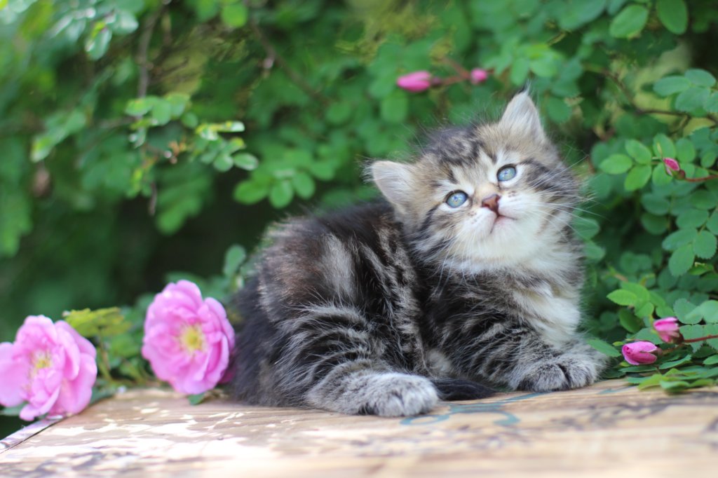 phebe5weeks35.jpg