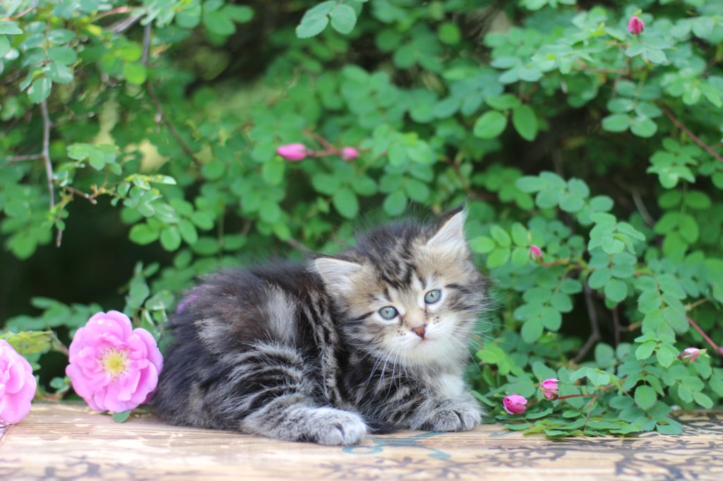 phebe5weeks37.jpg