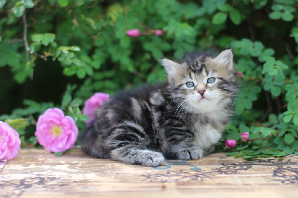 phebe5weeks39.jpg