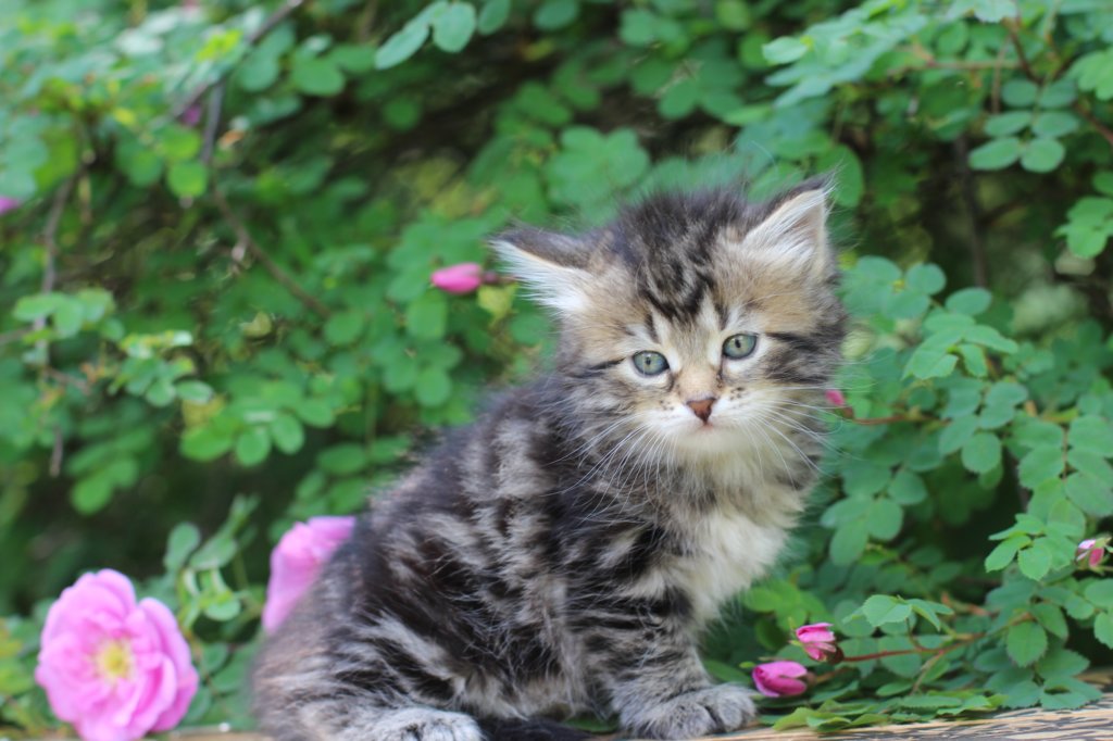 phebe5weeks4.jpg
