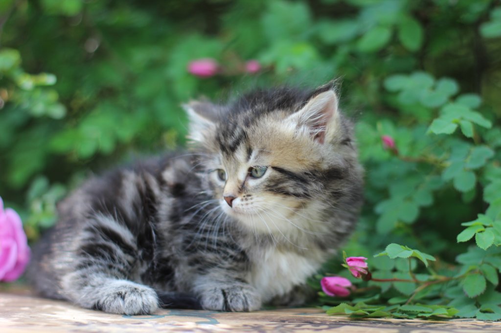 phebe5weeks40.jpg