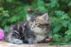 phebe5weeks40_small.jpg