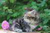 phebe5weeks41_small.jpg