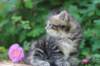 phebe5weeks42_small.jpg
