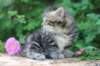 phebe5weeks43_small.jpg