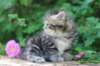 phebe5weeks44_small.jpg