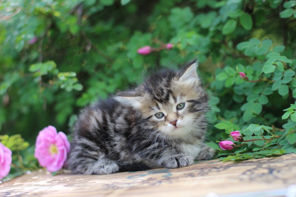 phebe5weeks45.jpg