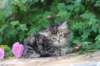 phebe5weeks45_small.jpg
