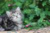 phebe5weeks46_small.jpg