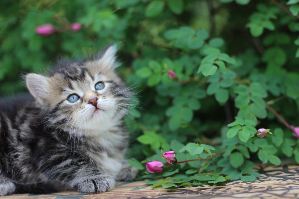 phebe5weeks47.jpg